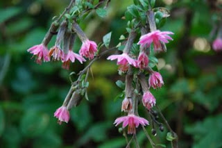 Nice Flowers