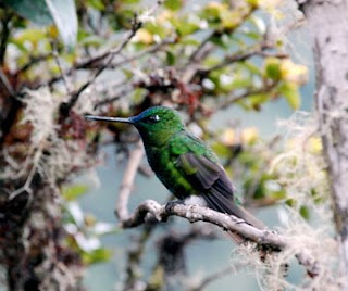Sapphire-Vented Puffleg