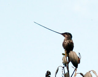 Sword-Billed Hummingbird