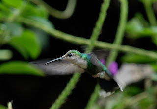 Green-Crowned Woodnymph