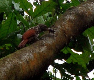 Black-Striped Woodcreeper