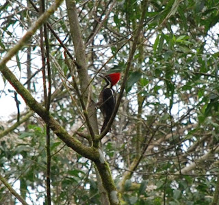 Lineated Woodpecker