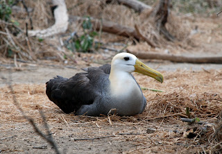 Waved Albatross