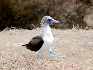 Blue-Footed Booby