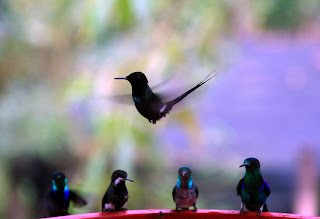 Green Thorntail