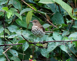 Marañon Thrush