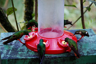 Inside Tapichalaca Reserve