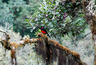 Scarlet-Bellied Mountain-Tanager