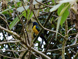 Black-Chested Mountain-Tanager