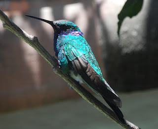 Sparkling Violetear