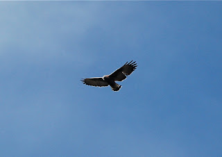 Variable Hawk Female
