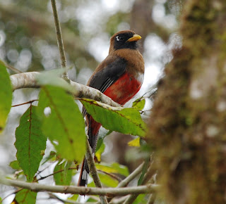 Masked Trogon Female