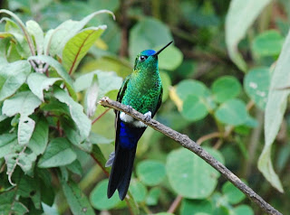 Sapphire-Vented Puffleg