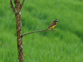 Rusty-Margined Flycatcher