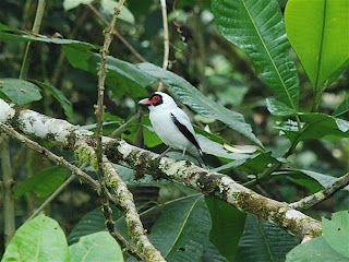 Masked Tityra