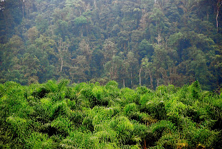 African Palm meets Lowland Forest