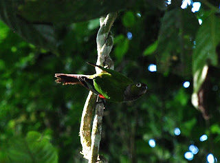 Maroon-Tailed Parakeet