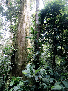 Foothill Forest on Volcán Sumaco