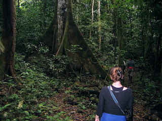 Terra Firme Forest at Sani Lodge