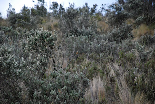 Paramo at Cotopaxi National Park
