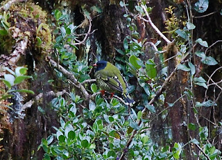 Barred Fruiteater Male