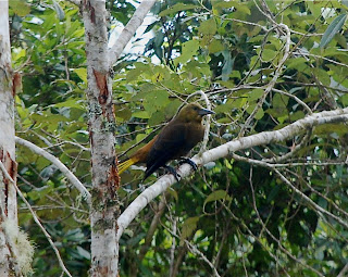 Russet-Backed Oropendola