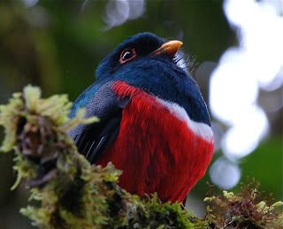 Masked Trogon Male