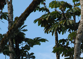 Emerald Toucanet