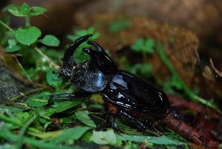 Horned Beetle