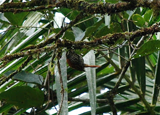 Pearled Treerunner