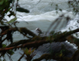 Torrent Duck Male
