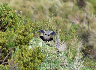 Black-Winged Ground-Dove
