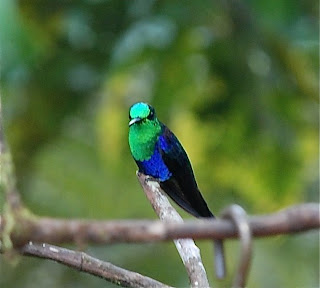 Green-Crowned Woodnymph