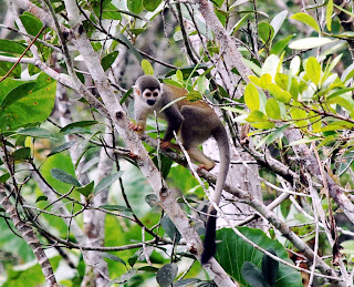 Common Squirrel Monkey