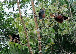 Hoatzin