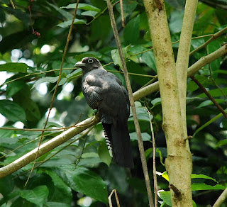 Amazonian White-Tailed Trogon Female