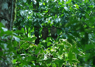 Crested Owl