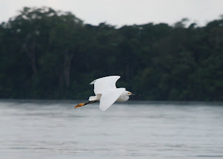 Snowy Egret