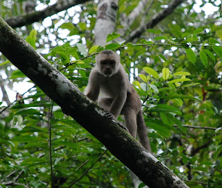 White-Fronted Capuchin Monkey