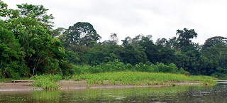 Napo River Island Scrub