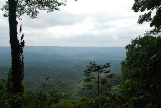 Black-Tipped Cotinga Viewpoint