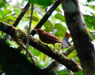 Rufous Piha