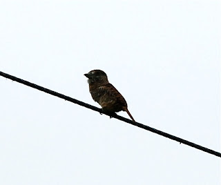 Barred Puffbird Male