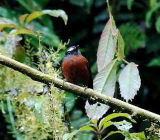 Slaty-Backed Chat-Tyrant