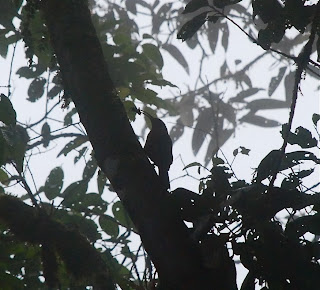 Greater Scythebill