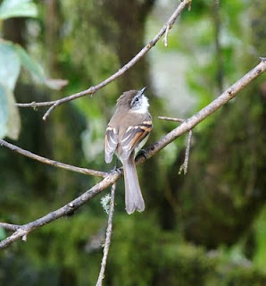White-Throated Tyrannulet