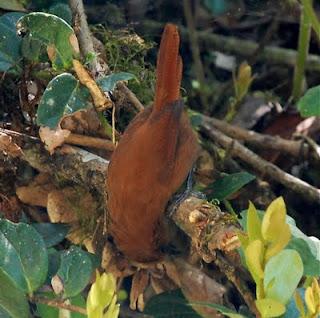 Rufous Wren