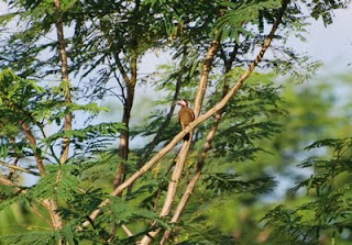 Spot-Breasted Woodpecker
