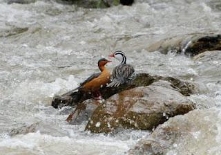Torrent Duck Female and Male