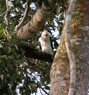 Ornate Hawk-Eagle Juvenile